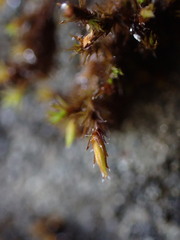 Schistidium papillosum