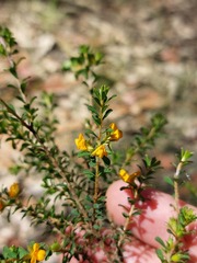 Pultenaea parviflora