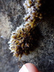 Schistidium papillosum