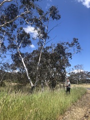 Eucalyptus gregsoniana
