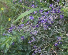 Psorothamnus scoparius