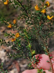 Pultenaea parviflora