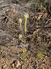 Ptilotus polystachyus