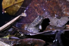 Occidozyga martensii