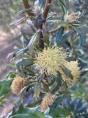 Banksia