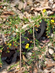 Dillwynia tenuifolia