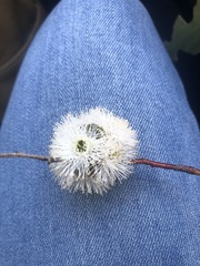 Eucalyptus gregsoniana