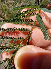 Acacia parvipinnula