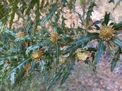 Banksia