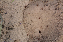 Pogonomyrmex californicus