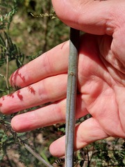 Acacia parvipinnula