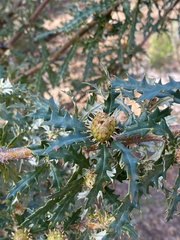 Banksia