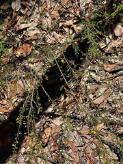 Dillwynia tenuifolia