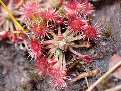 Drosera pygmaea