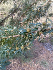 Banksia
