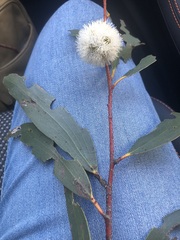 Eucalyptus gregsoniana