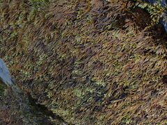 Scleropodium obtusifolium