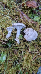 Clitopilus