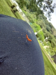Zelus longipes