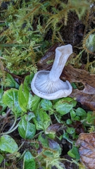 Clitopilus