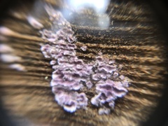 Punctularia atropurpurascens