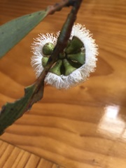 Eucalyptus gregsoniana