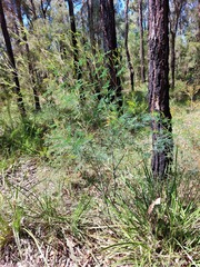 Acacia parvipinnula