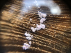 Punctularia atropurpurascens