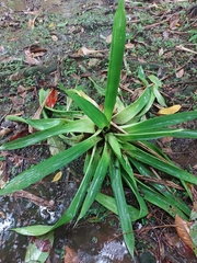 Guzmania