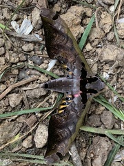 Adhemarius sexoculata
