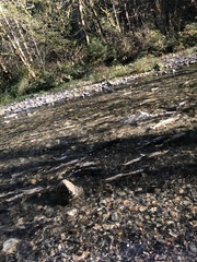 Punctularia atropurpurascens