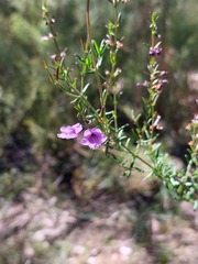 Prostanthera scutellarioides