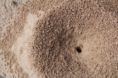 Endiodioctes