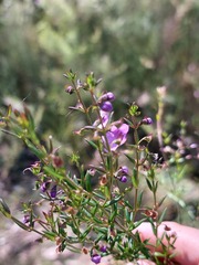 Prostanthera scutellarioides