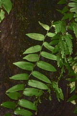 Marcgraviaceae