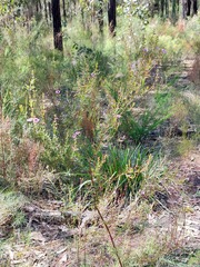 Prostanthera scutellarioides