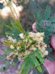 Acacia parvipinnula