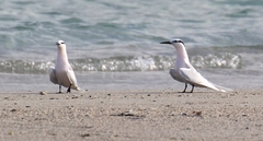 Sterna sumatrana