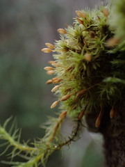Orthotrichum columbicum