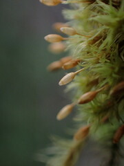 Orthotrichum columbicum
