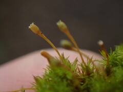 Orthotrichum columbicum