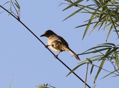 Pycnonotus conradi