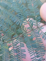 Acacia parvipinnula
