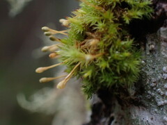 Orthotrichum columbicum