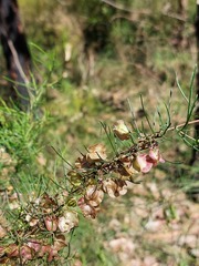 Dodonaea falcata