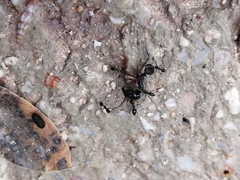 Odontomachus haematodus