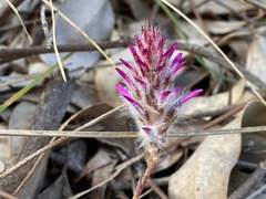 Ptilotus manglesii