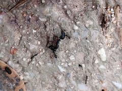 Odontomachus haematodus