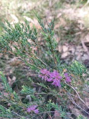 Melaleuca thymifolia