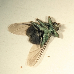 Ornithomya avicularia